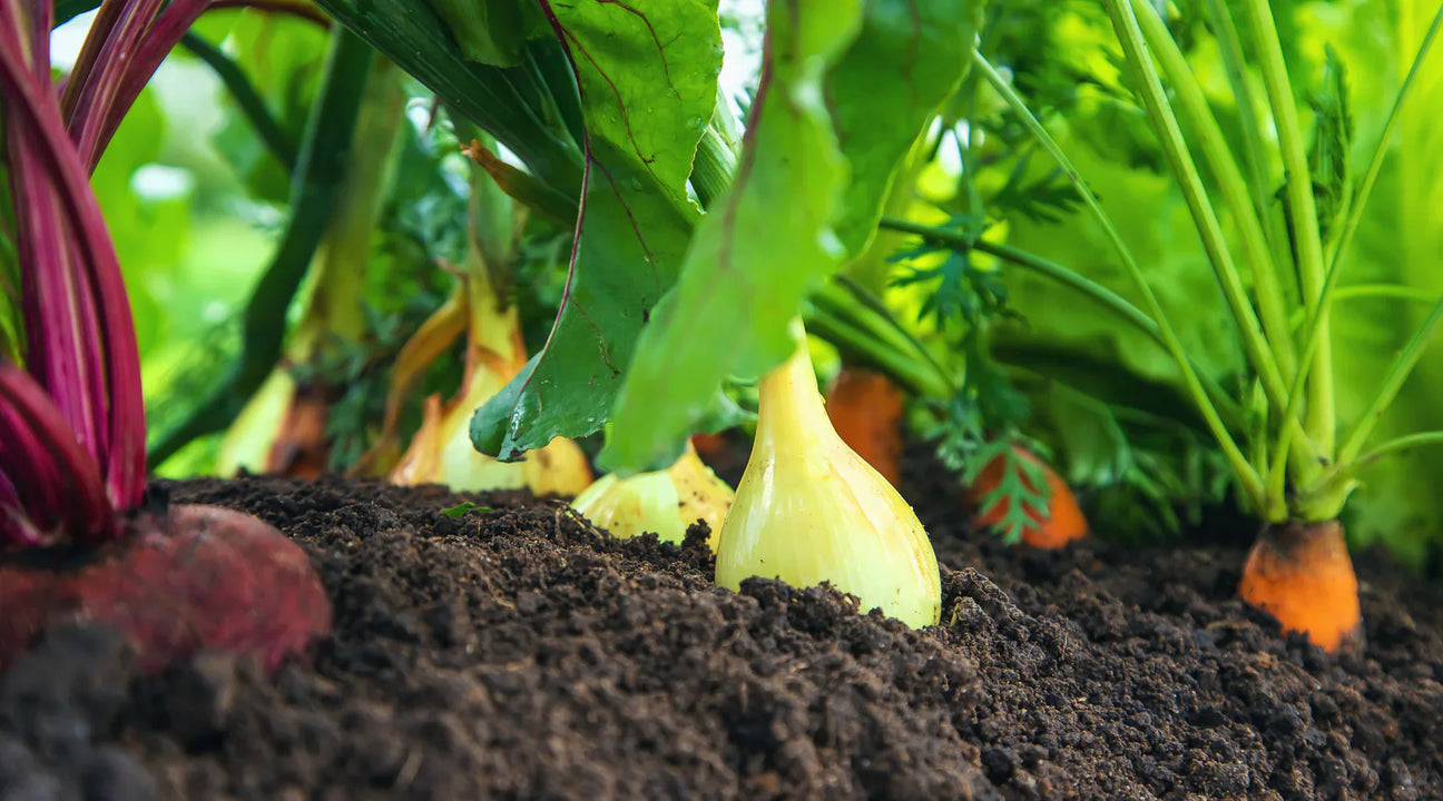 vegetables sticking out of soil