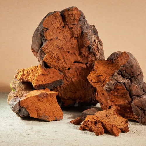 Chaga: Antioxidant & Inflammation Defense