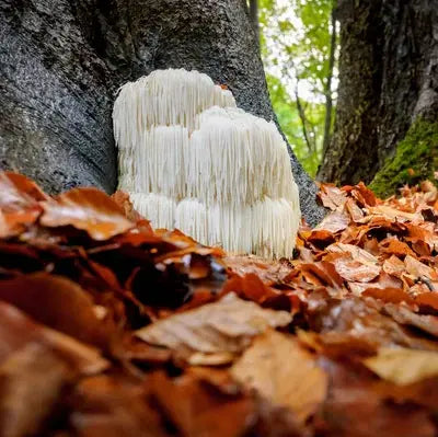 Lion's Mane: Brain Health & Clarity