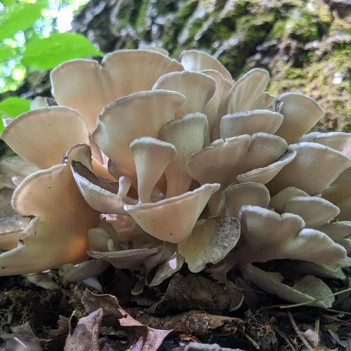 Maitake: Blood sugar & immune balance