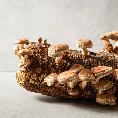 Shiitake: Heart health & vitality