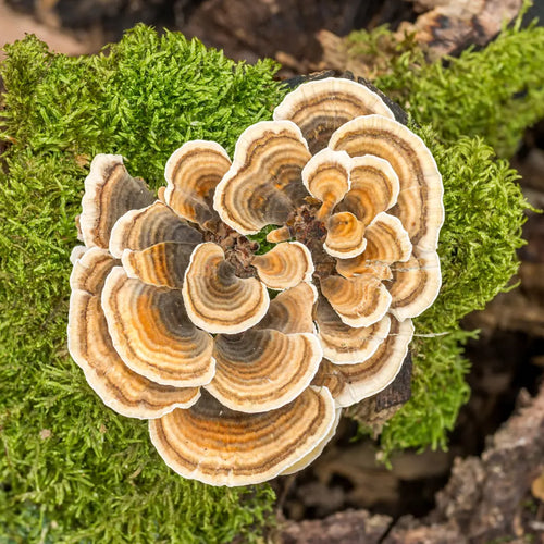 Turkey Tail: Immune & Gut Support
