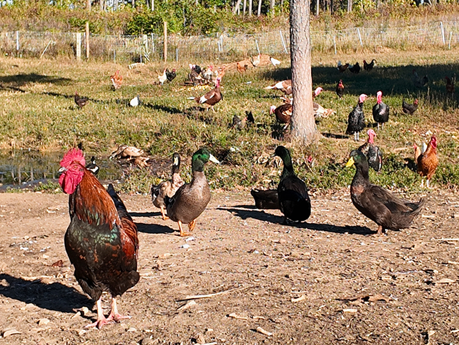 Chickens on the regenerative farm