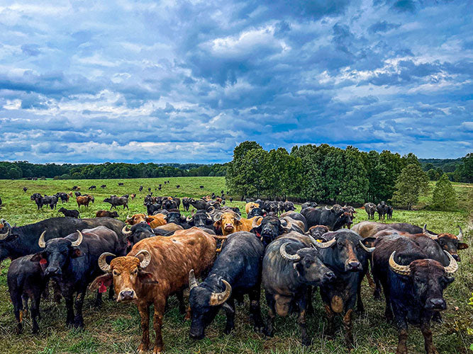 Water buffalo grazing on the regenerative farm