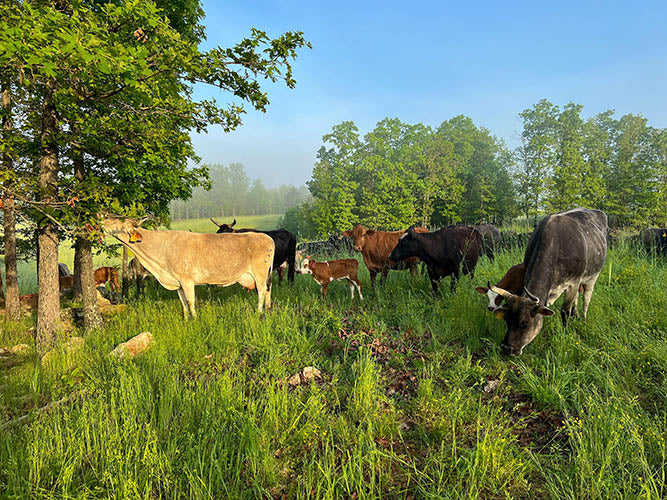 Cattle grazing on a regenerative pasture