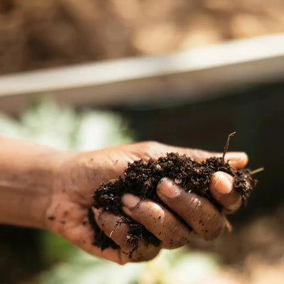 A Vitamin That Helps Restore Our Soil
